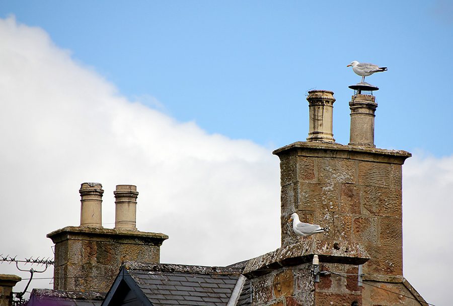 Chimney Repairs