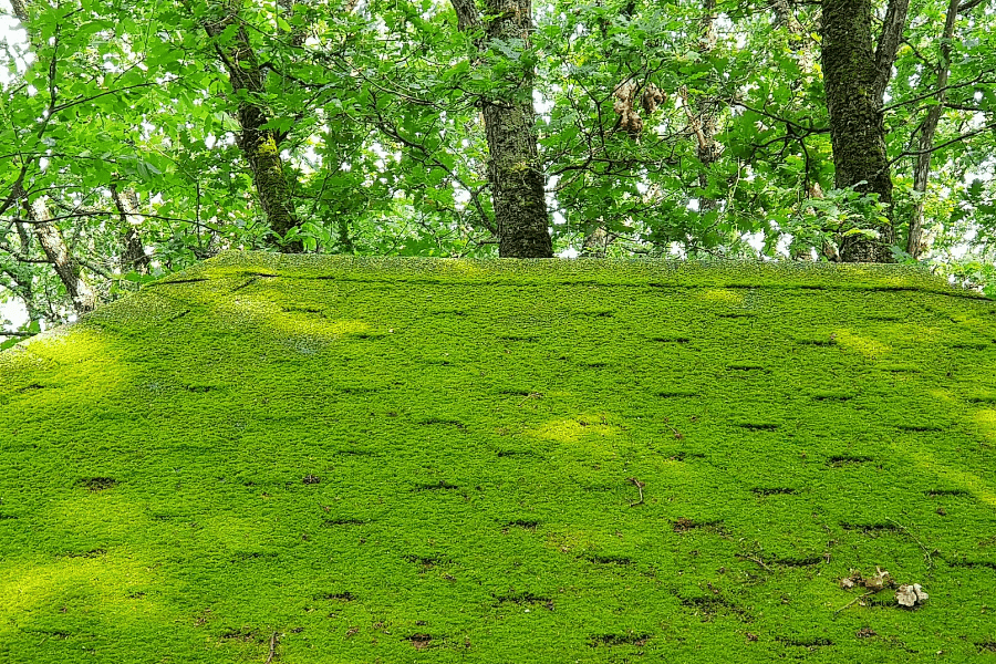 spring cleaning the roof
