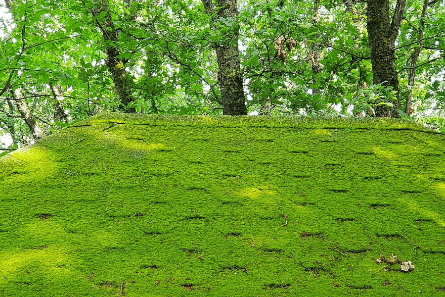 cleaning your roof. Roof covered in green moss. 