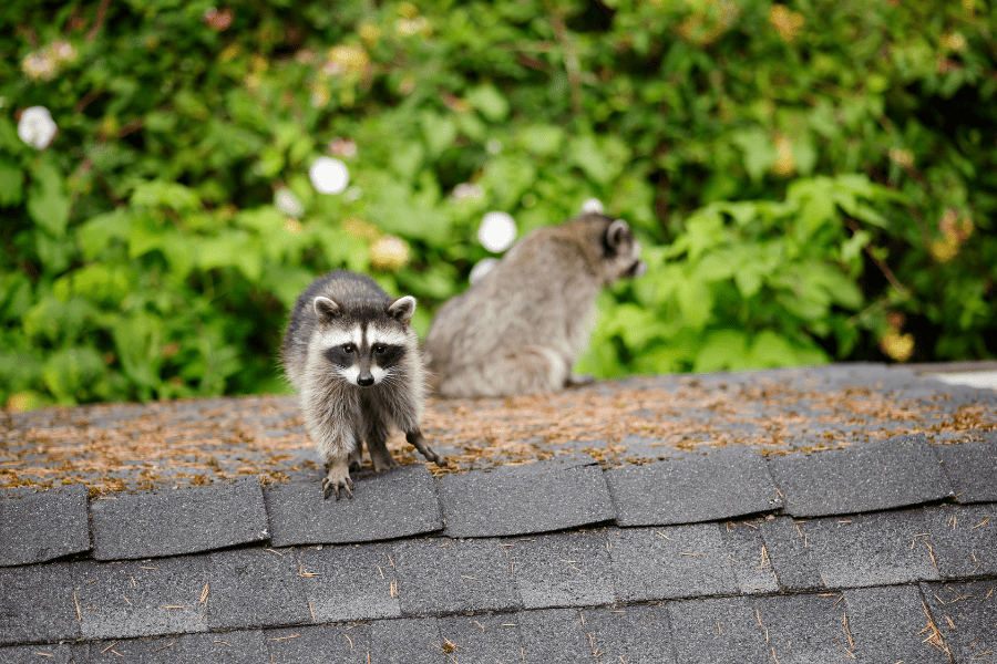 Animals in Roof Vents