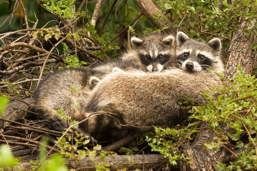 tree damage to roofs showing a family of racoons living in a tree.