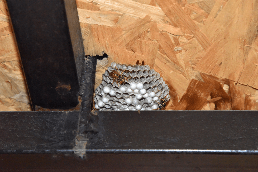 Animals in Roof Vents