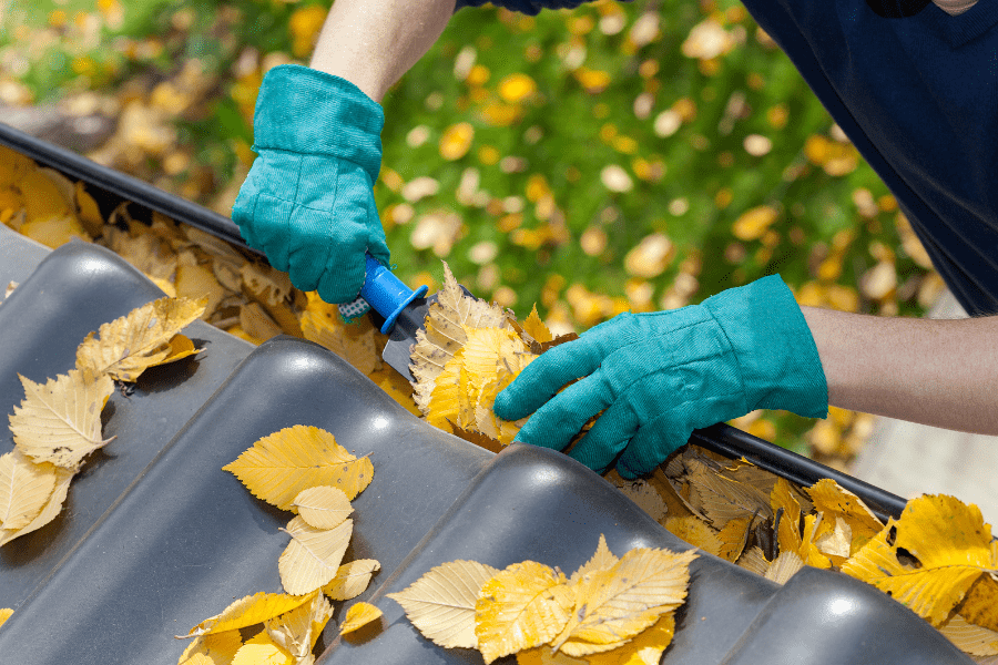 Maintenance for Metal Roofs: showing a person wearing teal gloves pulling beech leaves out of gutters on a metal roof.
