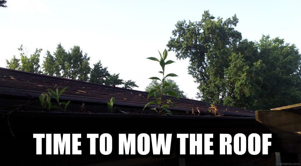 Home Gutters, showing a gutter with many plants growing out of it and text that reads, Time to Mow the Roof