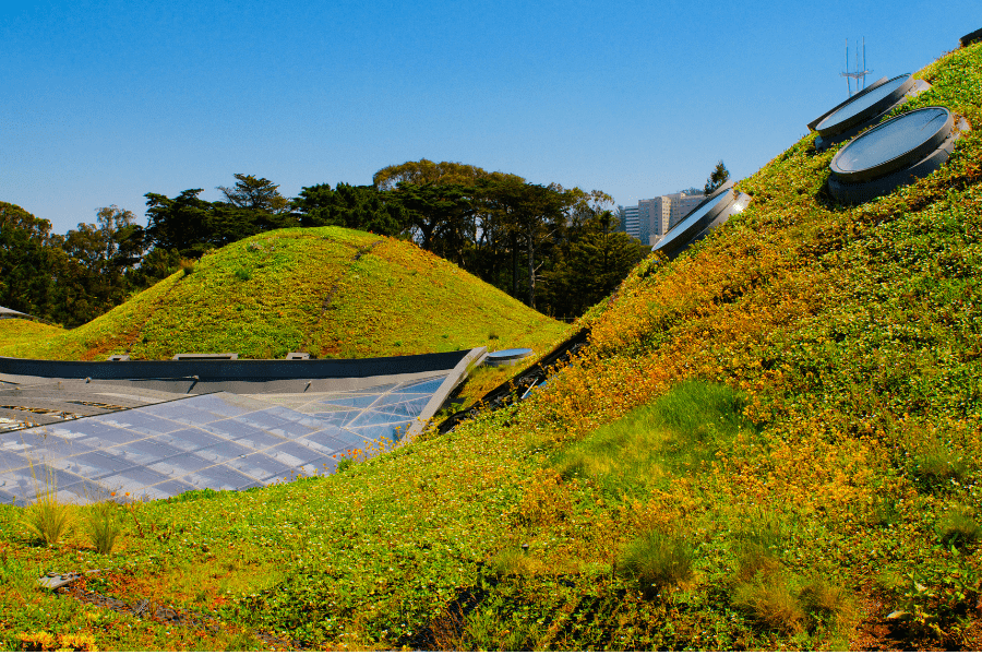 living roof